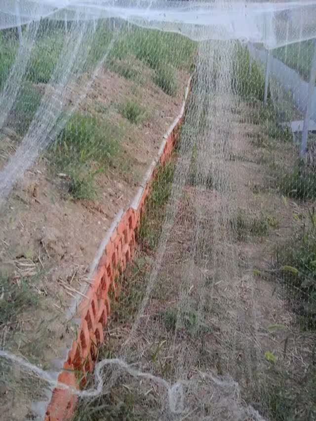 生态蝎子养殖基地