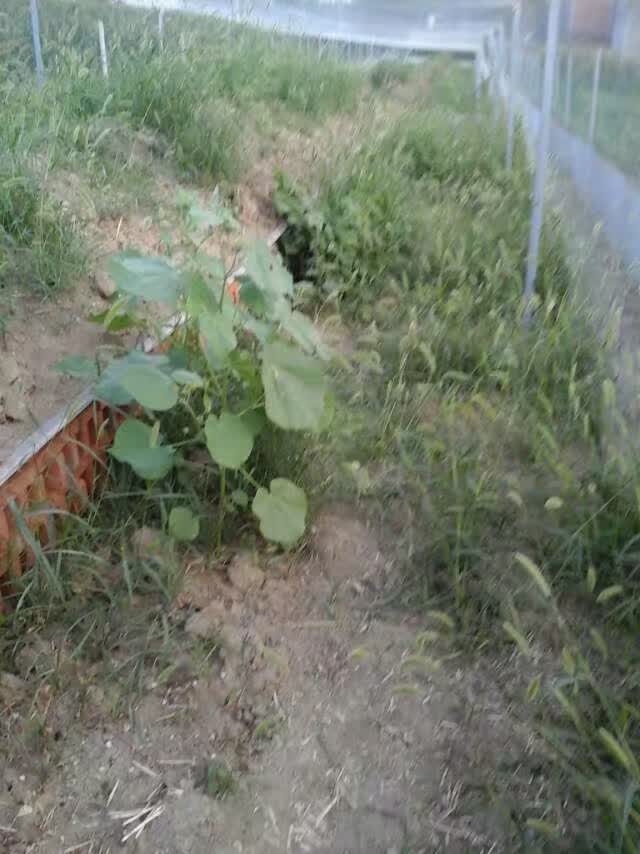 生态蝎子养殖基地