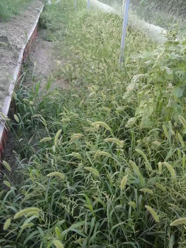 生态蝎子养殖基地