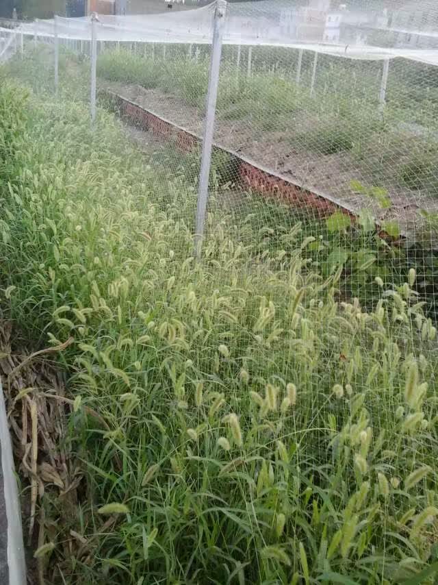 生态蝎子养殖基地