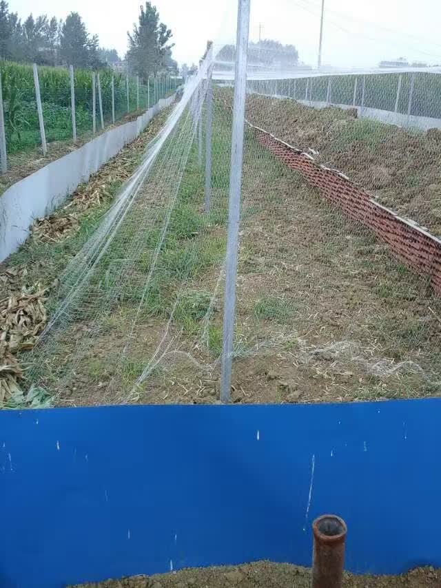 生态蝎子养殖基地