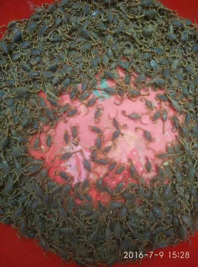 生态蝎子养殖基地