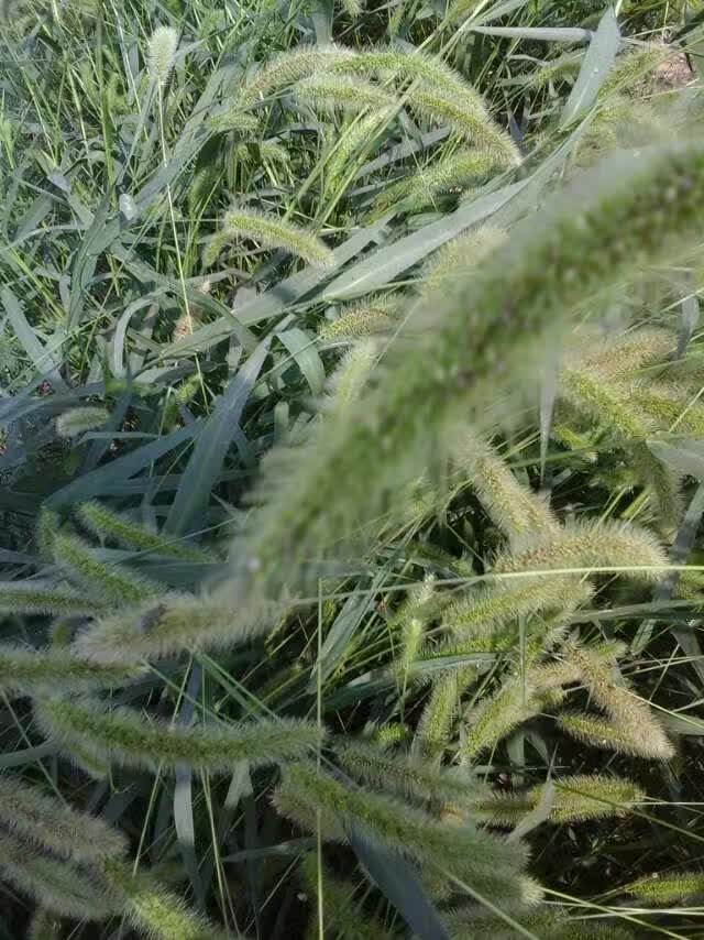 生态蝎子养殖基地