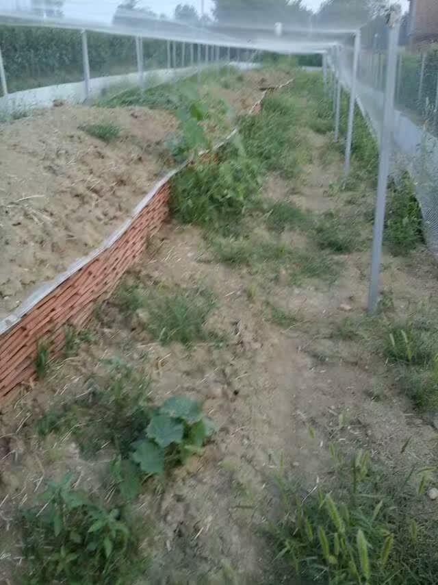 生态蝎子养殖基地