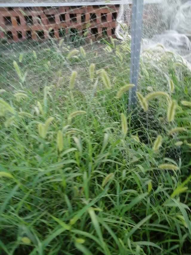 生态蝎子养殖基地