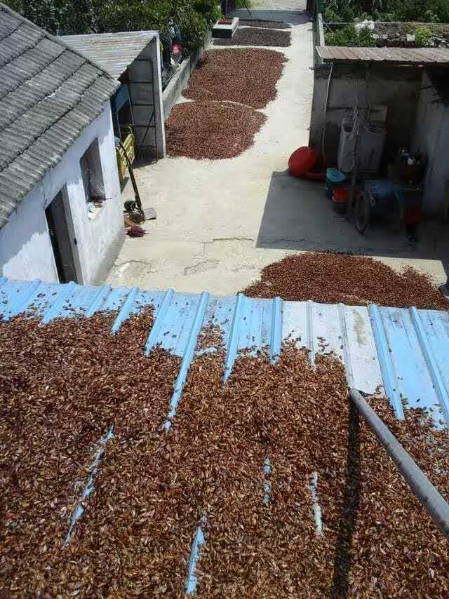 恒温美洲大蠊蟑螂养殖基地