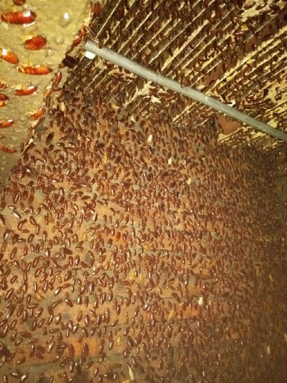 恒温美洲蟑螂养殖