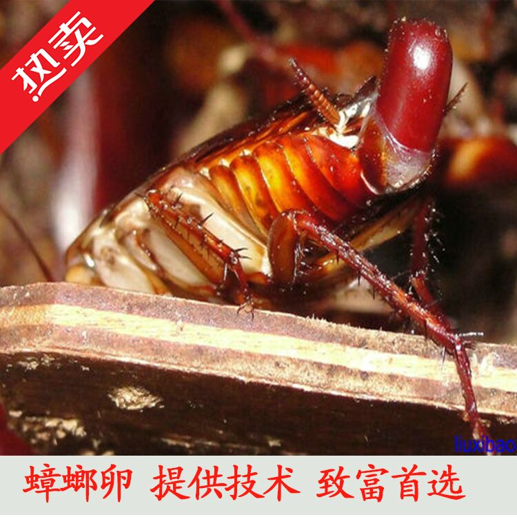 恒温美洲蟑螂养殖