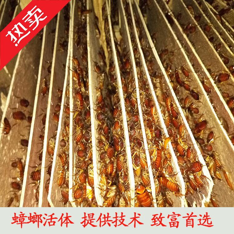 恒温美洲蟑螂养殖