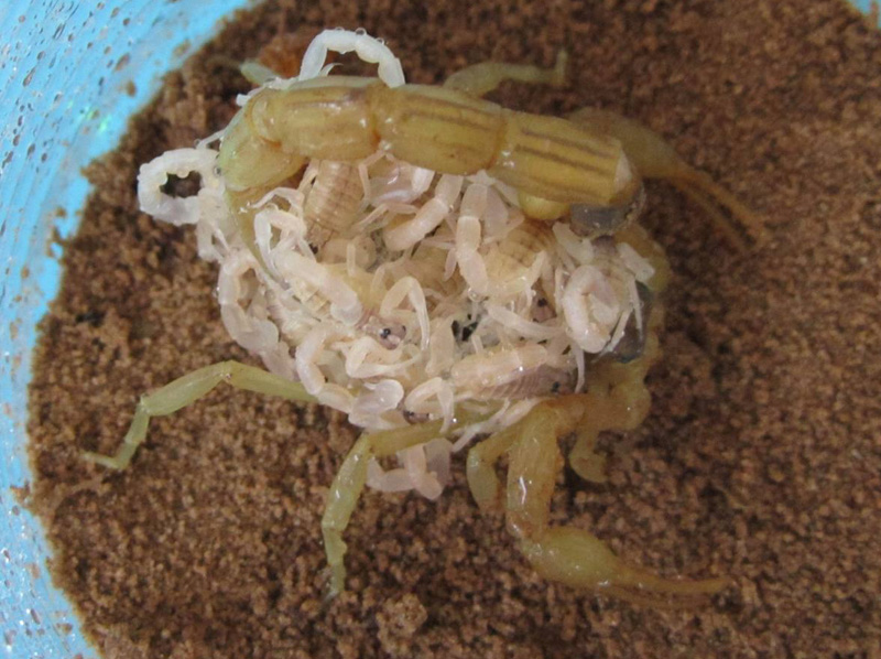生态蝎子养殖