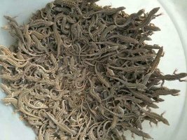 麻蜥蜴养殖
