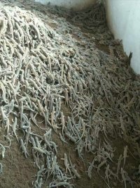 麻蜥蜴养殖