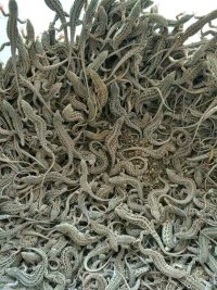 麻蜥蜴养殖