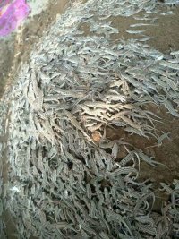 麻蜥蜴养殖
